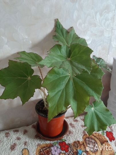 Бегония воротничковая