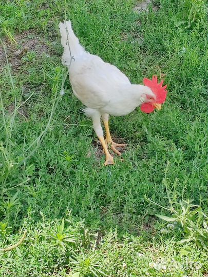 Молодые петухи Леггорн