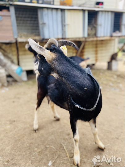 Дойная камерунская коза