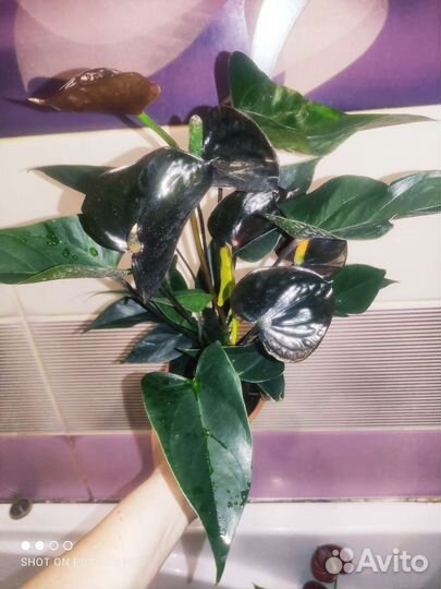 Антуриумы разных сортов