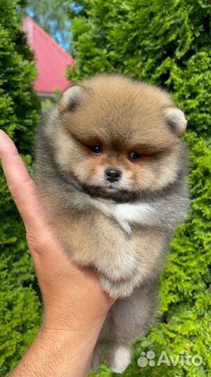 Померанский шпиц мальчик