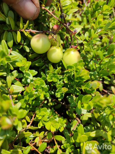 Саженцы клюквы