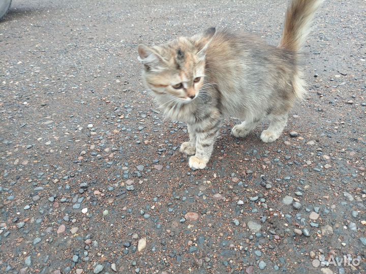 Котёнок