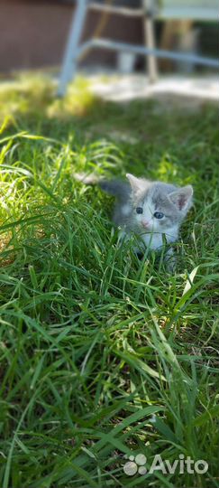 Котята от британской кошки