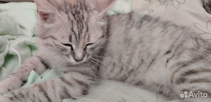 Котенок девочка в добрые руки