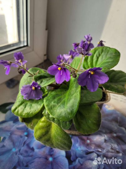 Фиалка цветущая