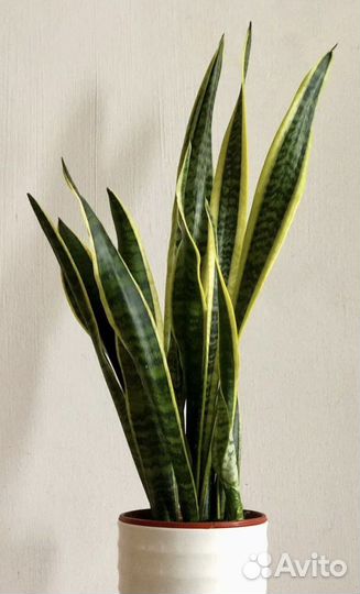 Сансевиерия лауренти