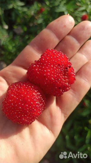 Малина Тибетская Саженцы#многолетки