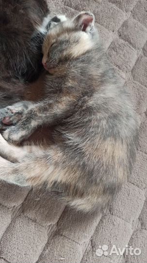 Котёнок девочка, метис