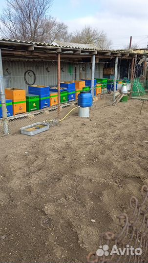 Пчелы пасека