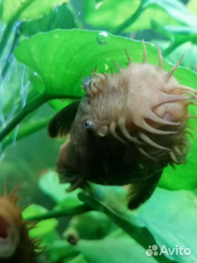 Большие сомы анциструс супер ред