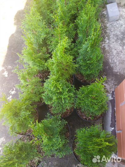 Туя Смарагд, Брабант в горшках