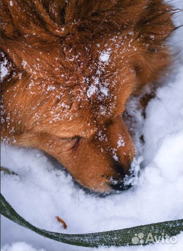 Собака в самые добрые руки