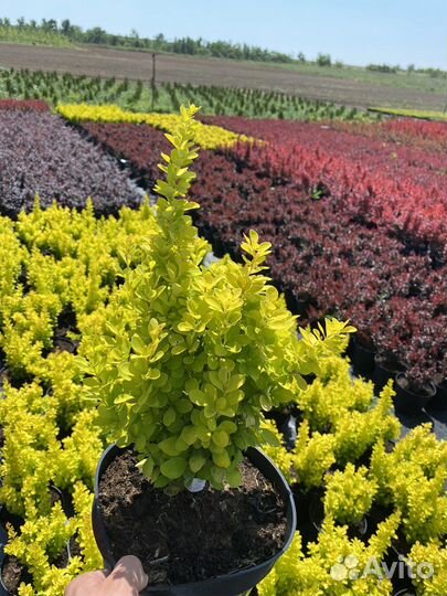 Барбарисы разных соротов-огромный выбор