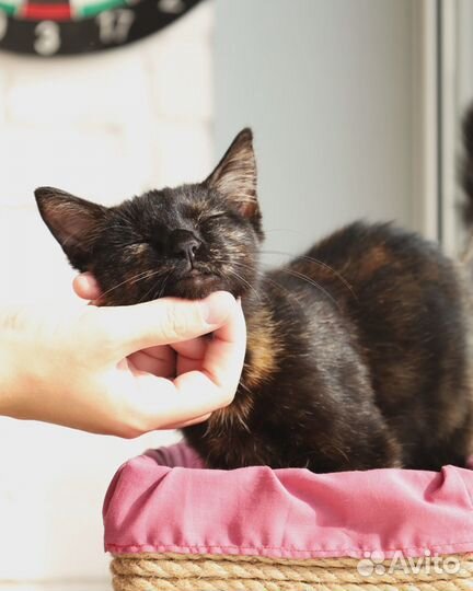 Котенок девочка