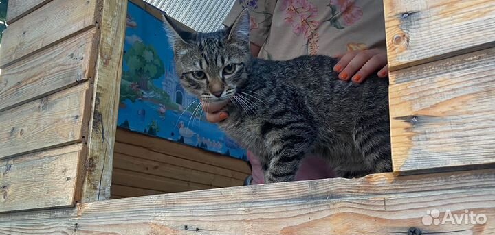 Кошка в дар