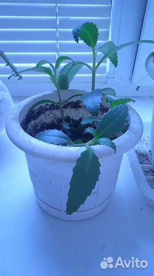 Каланхоэ лечебное