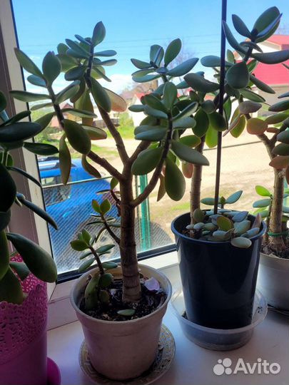 Толстянка(денежное дерево)