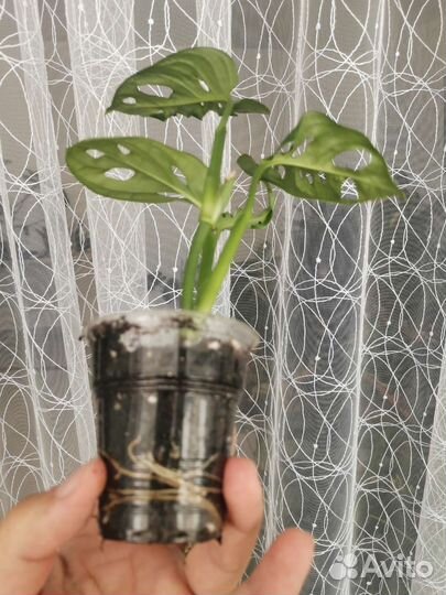 Монстера Obliqua Monkey Mask