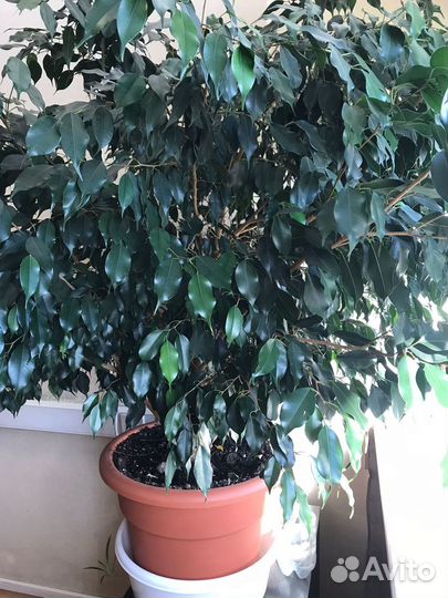 Фикус бенджамина большой