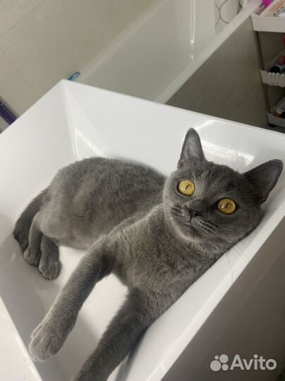 Русская голубая в добрые руки