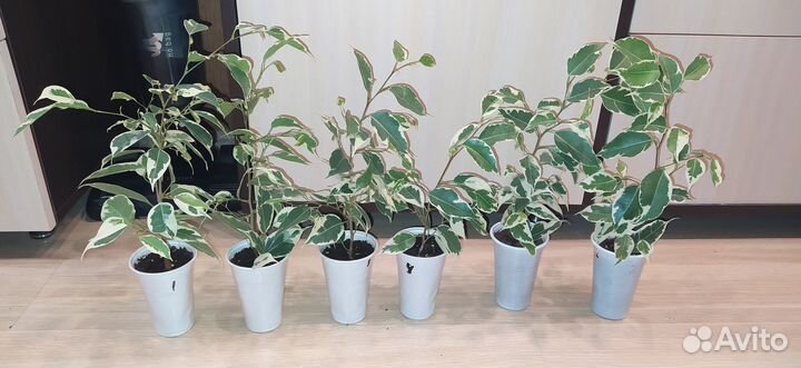 Фикус Бенджамина Старлайт