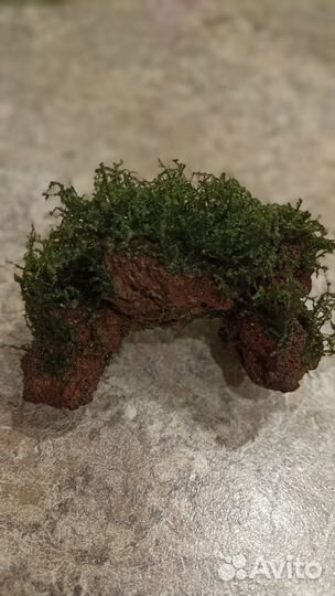 Аквариумные растения. Прополка