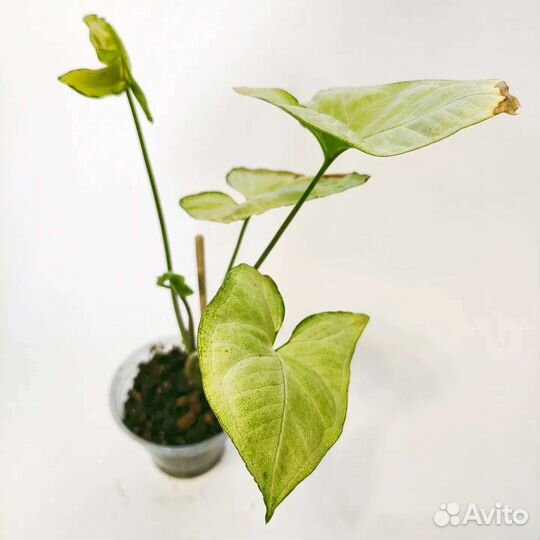 Сингониум, филодендрон