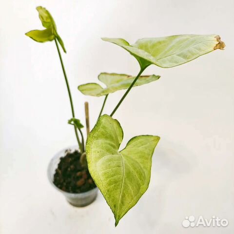 Сингониум, филодендрон