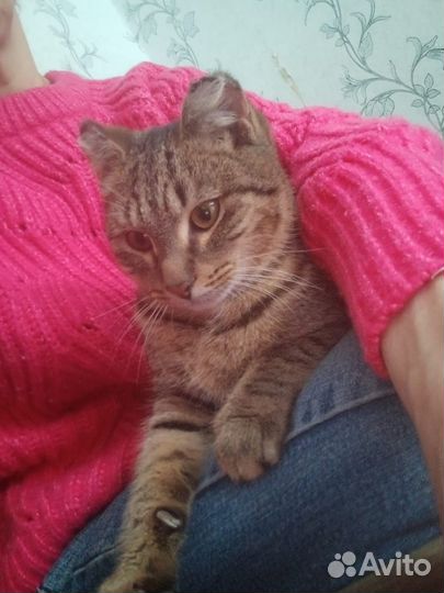 Кот в добрые руки