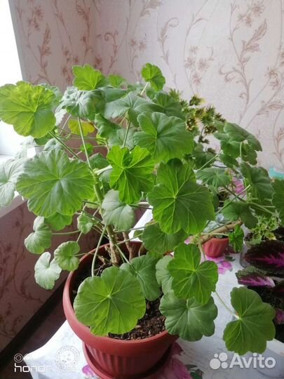 Астра,флокс,герань,колеус,фиалка,алоэ, дельфиниум