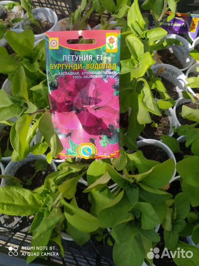 Рассада однолетних цветов