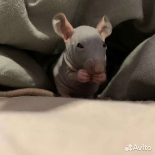 Крыса сфинкс