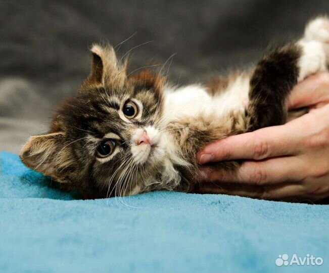 Котенок Багет в добрые ручки