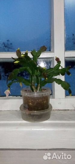 Комнатные цветы декабрист