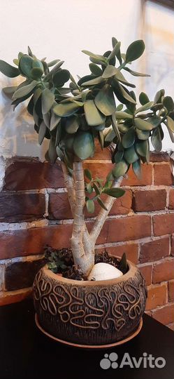 Денежное дерево толстянка