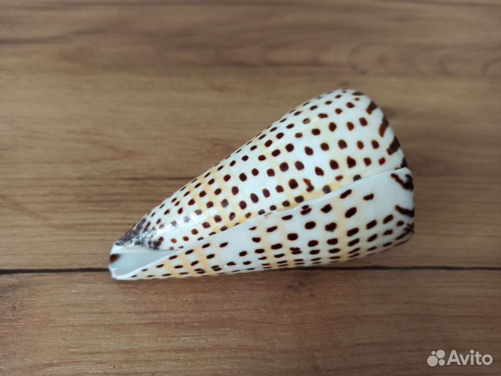 Морская раковина