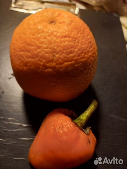 Перец Леся оранжевый