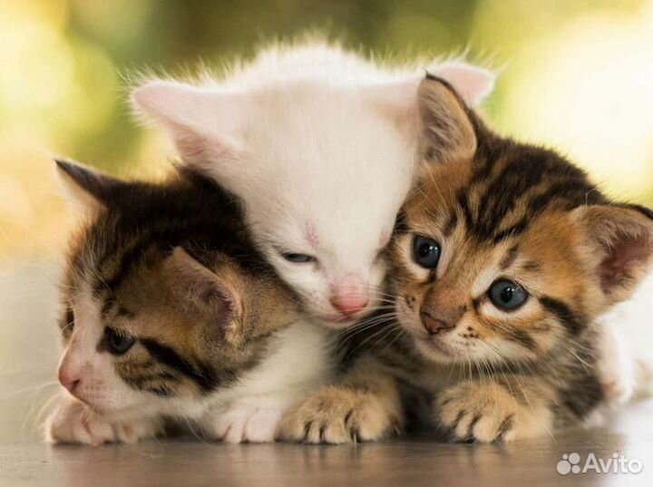 Котята, много разных окрасов, ищут семью