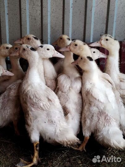 Утки муларды