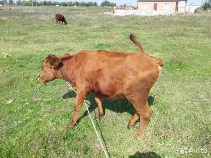 Коровы и телки