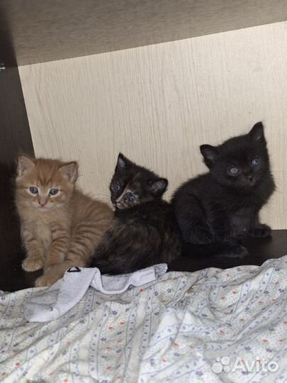 Котята в добрые руки