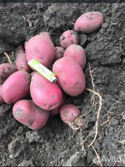 Картофель Голландка(настоящая)