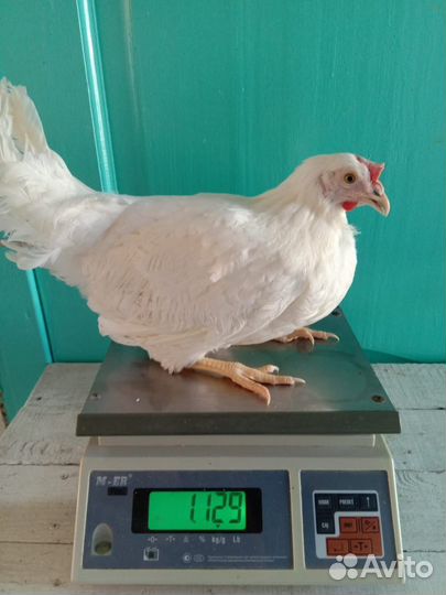 Молодые курочки 5 месяцаа