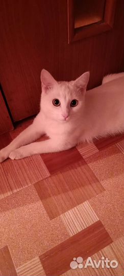 Коашка для случки