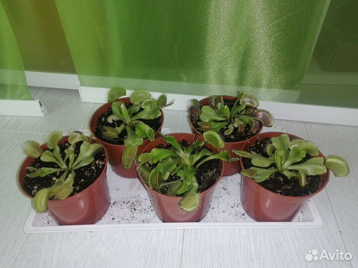 Венерина мухоловка (дионея) в постоянном горшке