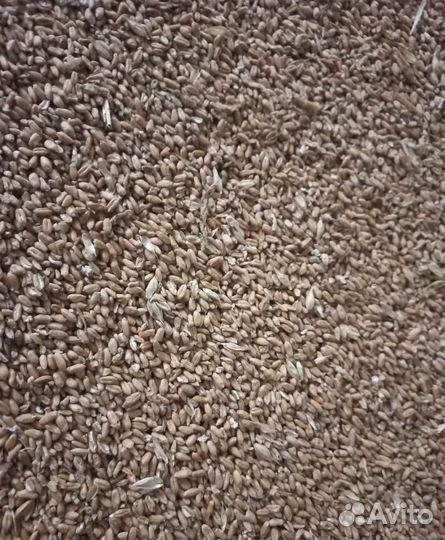 Просо, Кормовой овёс на корм/посев