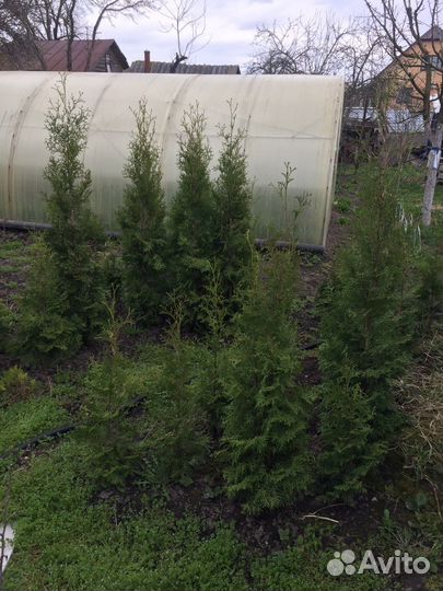 Туя разных рамеров