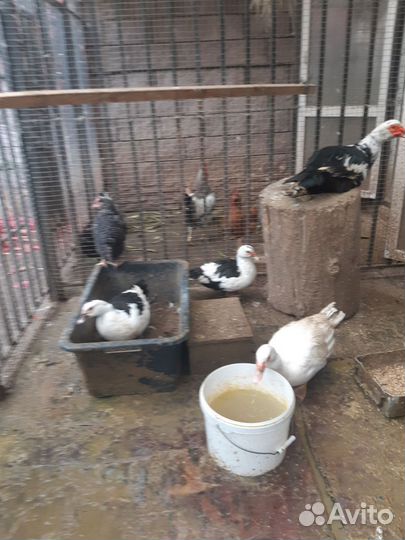 Селезни индийского бегунка и индоутки