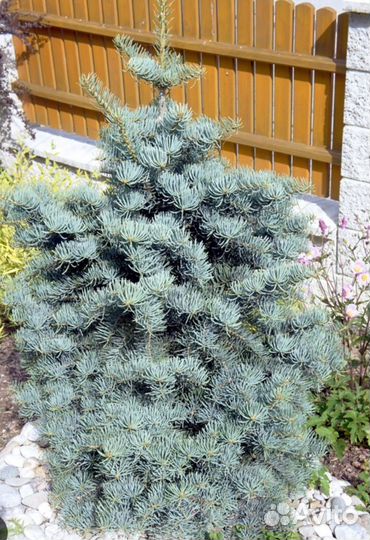 Пихта одноцветная Виолацеа